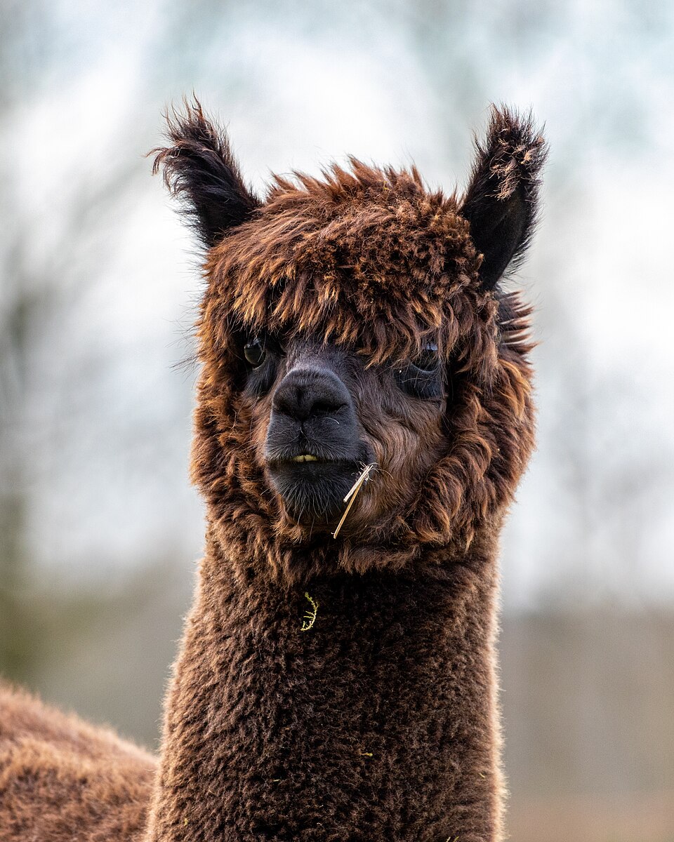Close de uma alpaca marrom de pescoço longo